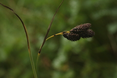 Carex aterrima