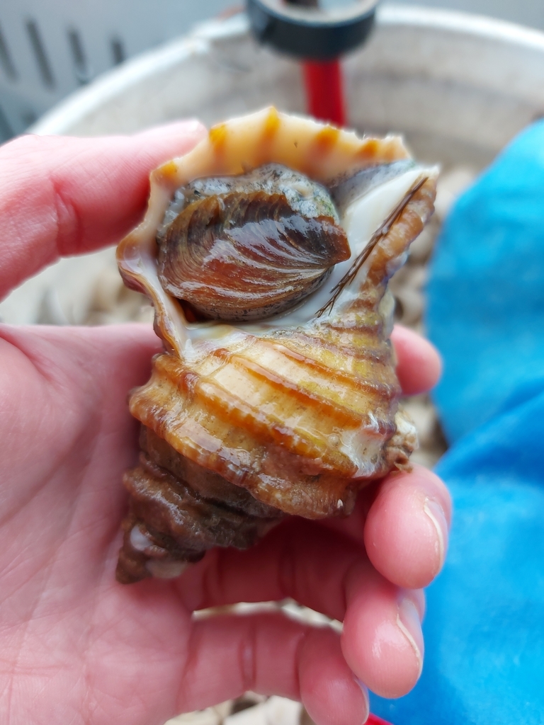 wrinkle whelk