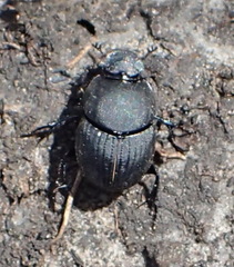 Onthophagus giraffa