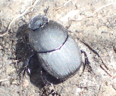 Onthophagus giraffa