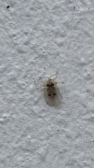 Corythucha ciliata