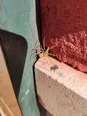 Peucetia viridis