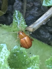 Longitarsus jacobaeae