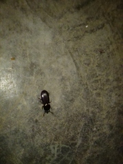 Coleoptera