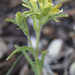 Salmon Creek Indian Paintbrush - Photo (c) Wayfinder_73, some rights reserved (CC BY-NC-ND)