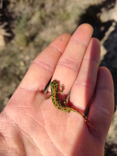 Pygmy Marbled Newt, Alicante, ES-VC, ES, photo 10 of 10
