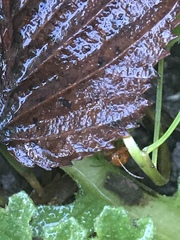 Longitarsus jacobaeae