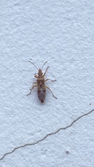 Belonochilus numenius