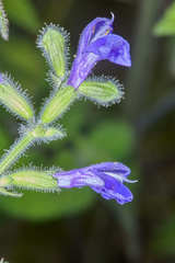 Salvia urica image