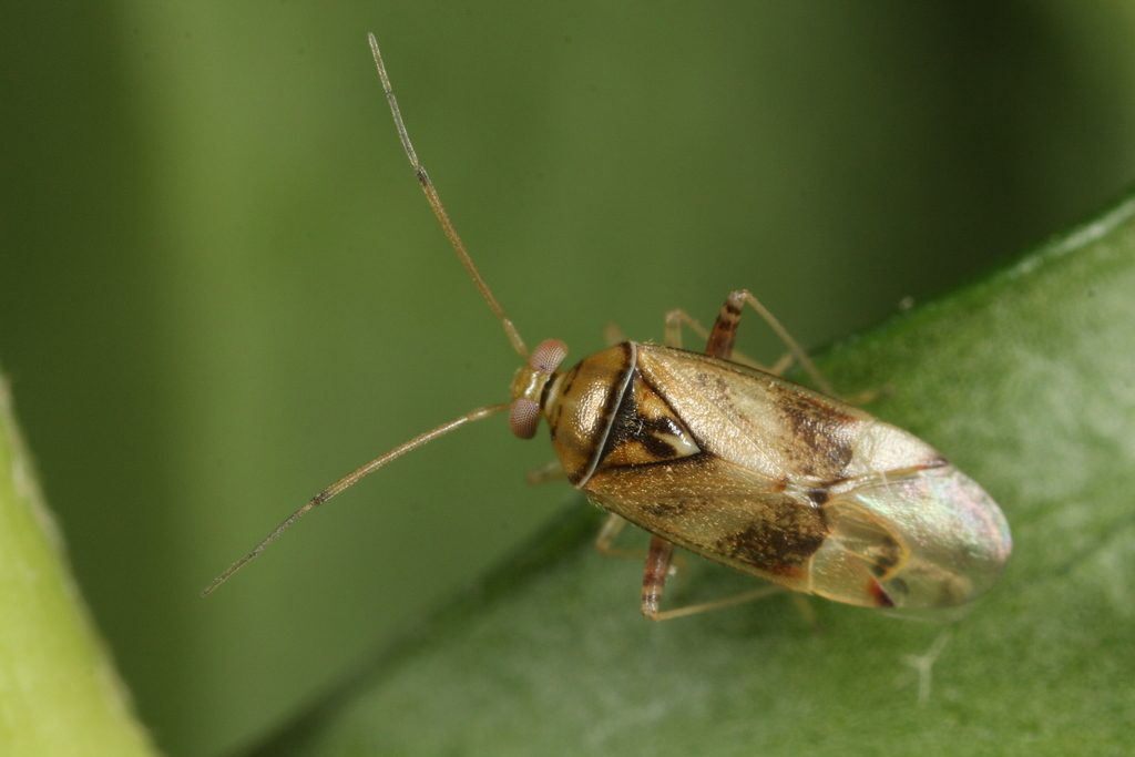 Pinalitus cervinus
