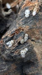 Corythucha ciliata