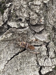 Leptoglossus occidentalis