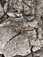 Leptoglossus occidentalis