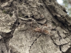 Leptoglossus occidentalis