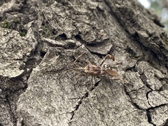 Leptoglossus occidentalis