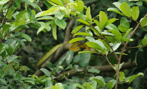Western Green Mamba