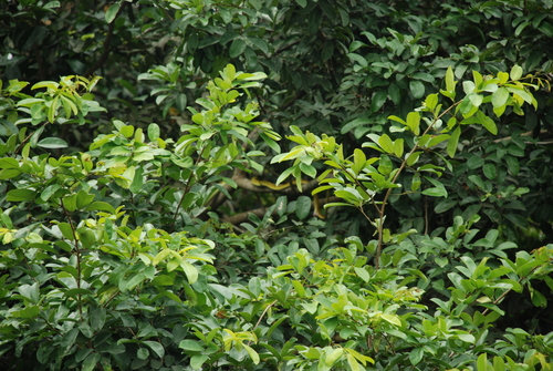 Western Green Mamba