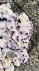 Agaricomycetes