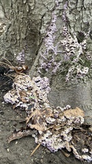 Agaricomycetes