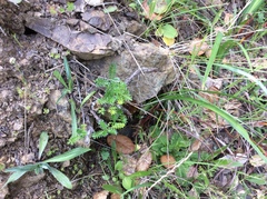 Acaena pinnatifida californica