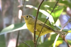 Phylloscopus valentini