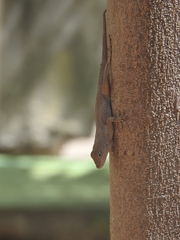 Anolis cristatellus