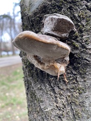 Phellinus igniarius