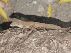 Anolis cristatellus