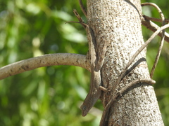 Anolis cristatellus
