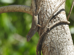 Anolis cristatellus