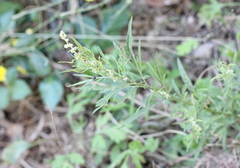 Artemisia japonica