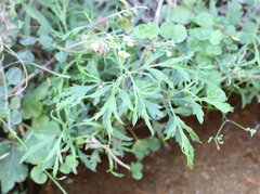Artemisia japonica