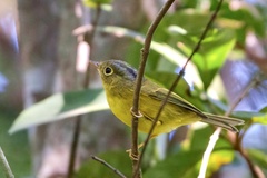 Phylloscopus valentini