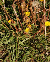 Taraxacum bessarabicum