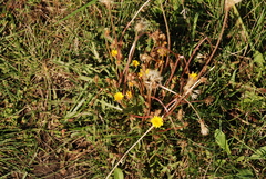 Taraxacum bessarabicum