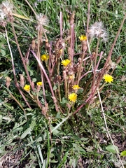 Taraxacum bessarabicum