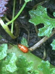 Longitarsus jacobaeae