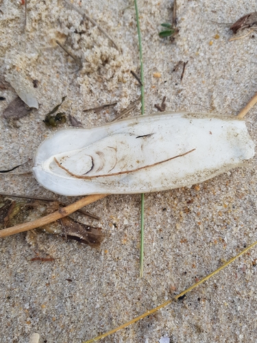 photo of European Common Cuttlefish (Sepia officinalis)