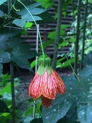 Callianthe picta image