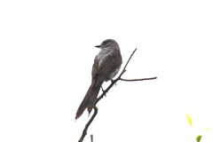 Muscipipra vetula