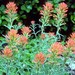 Frosted Indian Paintbrush - Photo Unknown, no known copyright restrictions (public domain)