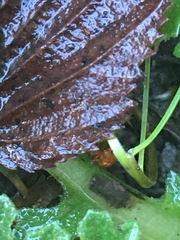 Longitarsus jacobaeae