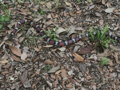 Lampropeltis gentilis