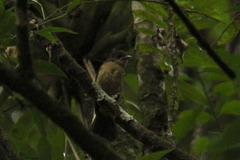 Pachyramphus