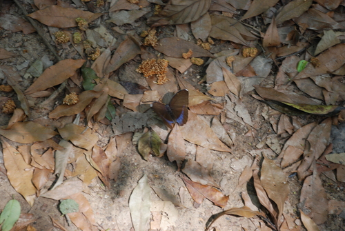 Common Blue-banded Forester