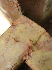Oecophylla smaragdina