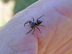 Phidippus audax