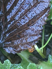 Longitarsus jacobaeae