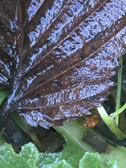 Longitarsus jacobaeae