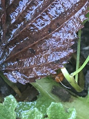 Longitarsus jacobaeae